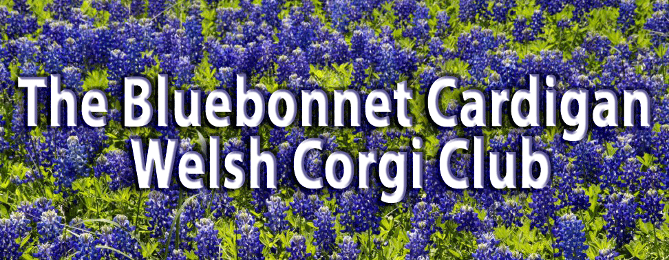 Bluebonnet Cardigan Welsh Corgi CLub